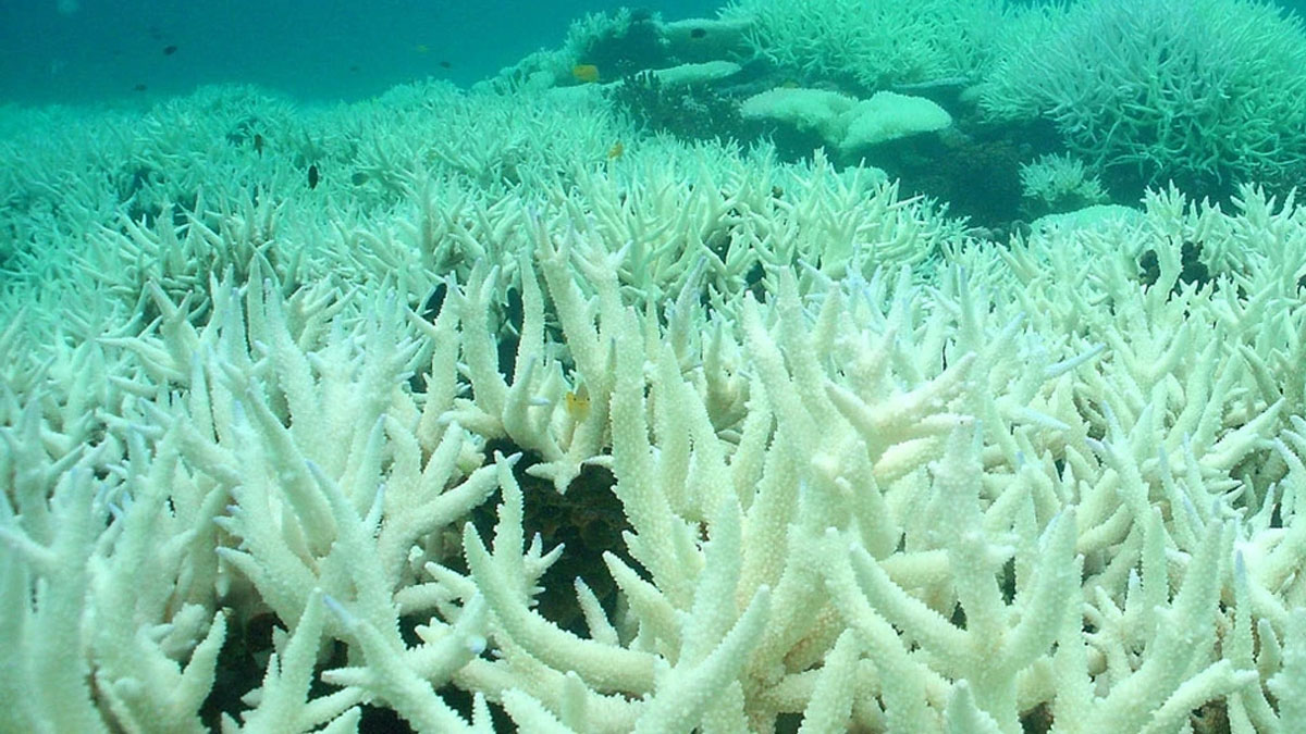 Ocean Acidification