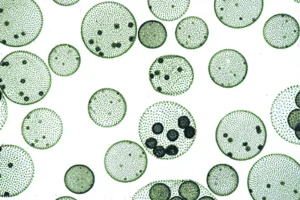 Life in a water drop, 25 different specimens