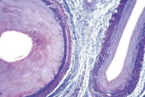 Slide artery and vein of mammal, t.s.