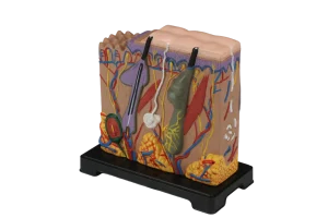 Skin, block model, Small