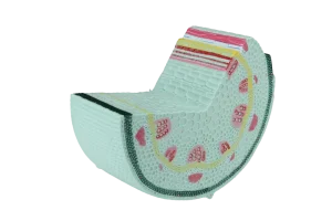 Dicot Stem model, small