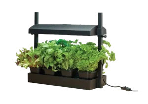 Grow Garden with light