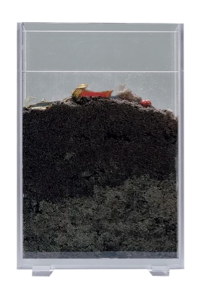 Earthworm viewing chamber, 20 x 30 x 5 cm
