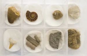 Fossil set, 8 fossils