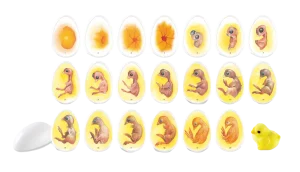 Chick Life Cycle Exploration Set