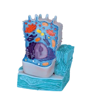 Animal cell, 3B