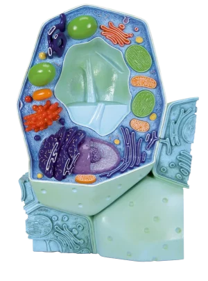Plant cell, 3B